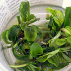 Bucephalandra Pygmaea 'Bukit Kelam' Tissue Culture - Aquarium Co - Op