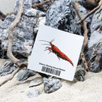 Cherry Shrimp Decal Sticker - Aquarium Co - Op