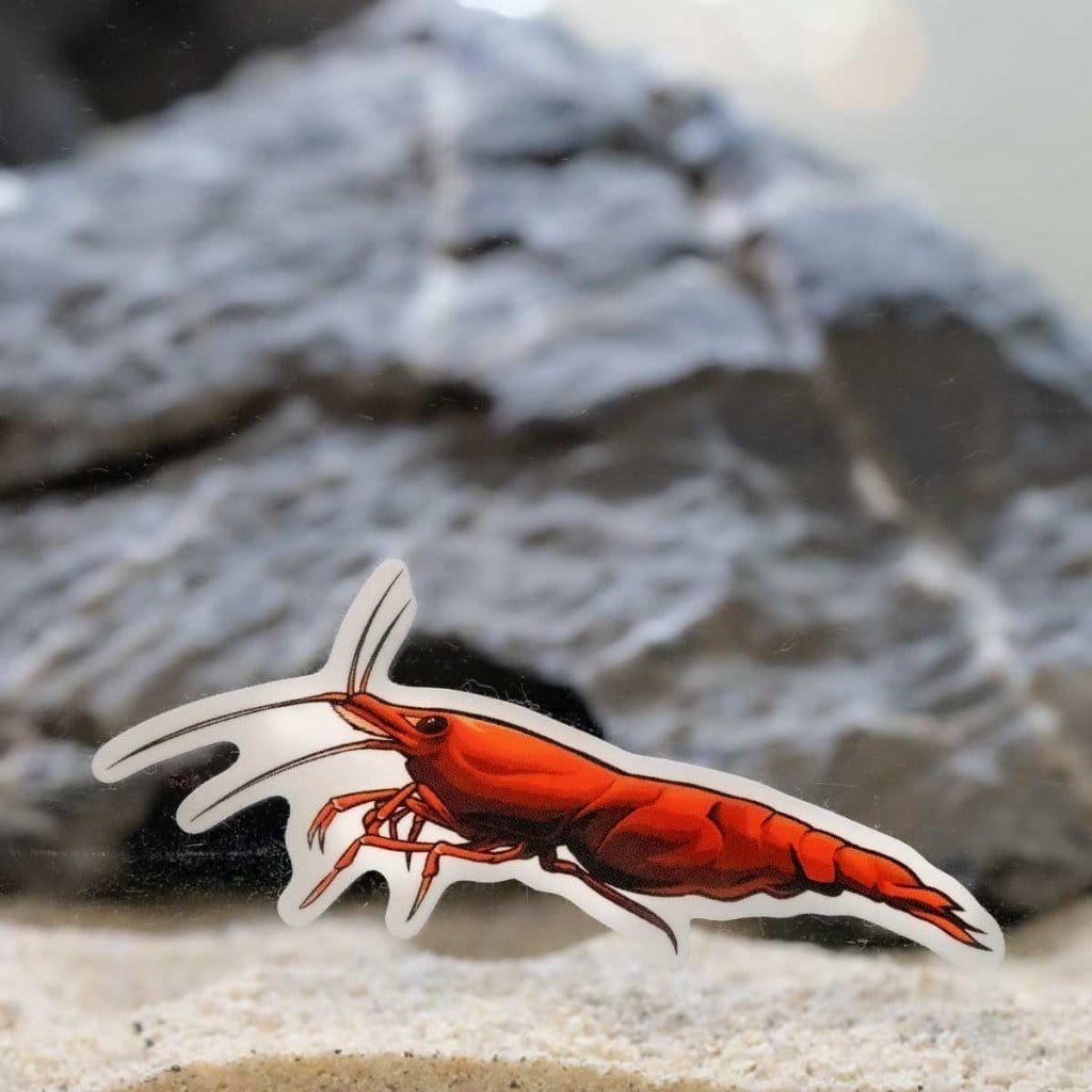 Cherry Shrimp Decal Sticker - Aquarium Co - Op