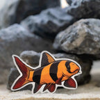 Clown Loach Decal Sticker - Aquarium Co - Op