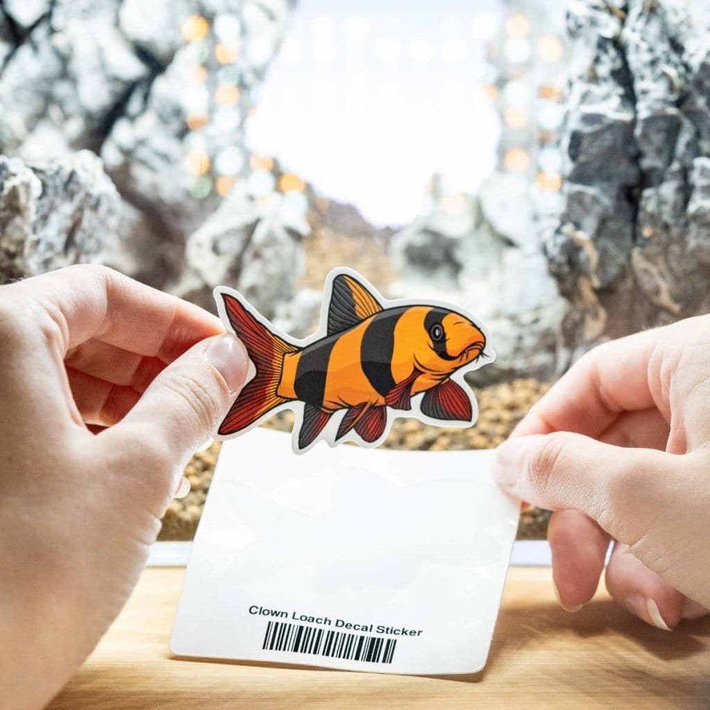 Clown Loach Decal Sticker - Aquarium Co - Op