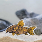 Corydoras Decal Sticker - Aquarium Co - Op