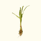 Crinum Calamistratum - Aquarium Co - Op