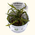Cryptocoryne crispatula Tissue Culture - Aquarium Co - Op