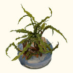 Cryptocoryne crispatula Tissue Culture - Aquarium Co - Op
