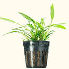 Cryptocoryne Lucens - Aquarium Co - Op