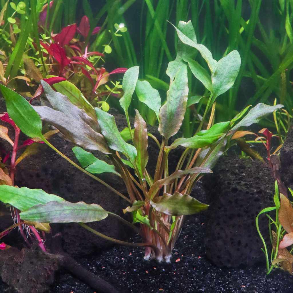 Cryptocoryne Lutea - Aquarium Co - Op