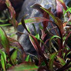 Cryptocoryne Nurii Tissue Culture - Aquarium Co - Op
