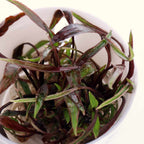 Cryptocoryne Nurii Tissue Culture - Aquarium Co - Op