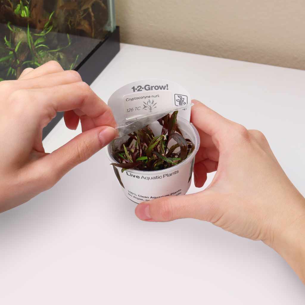 Cryptocoryne Nurii Tissue Culture - Aquarium Co - Op