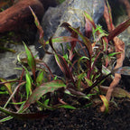 Cryptocoryne Nurii Tissue Culture - Aquarium Co - Op