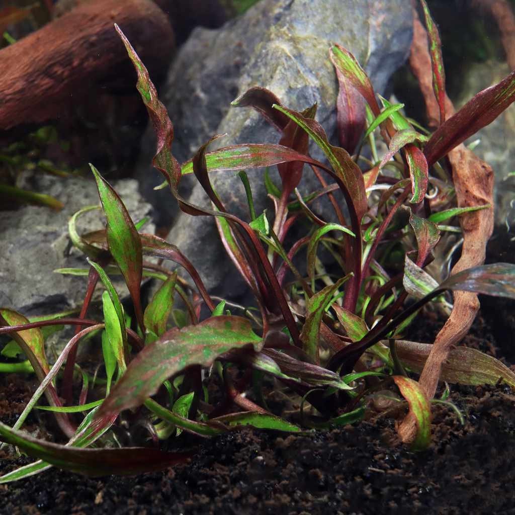 Cryptocoryne Nurii Tissue Culture - Aquarium Co - Op