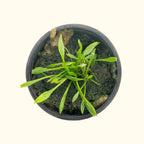 Cryptocoryne Parva - Aquarium Co - Op