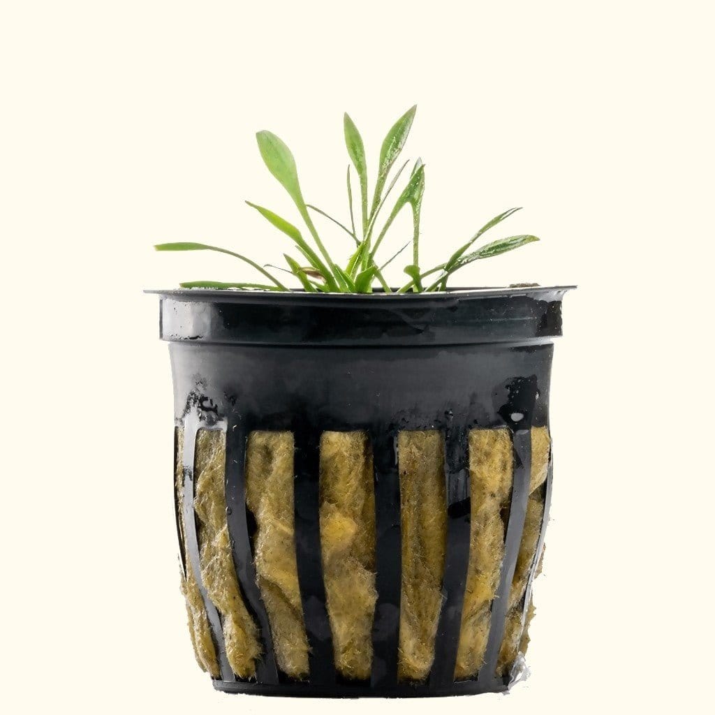 Cryptocoryne Parva - Aquarium Co - Op