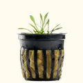 Cryptocoryne Parva - Aquarium Co - Op