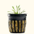 Cryptocoryne Parva - Aquarium Co - Op