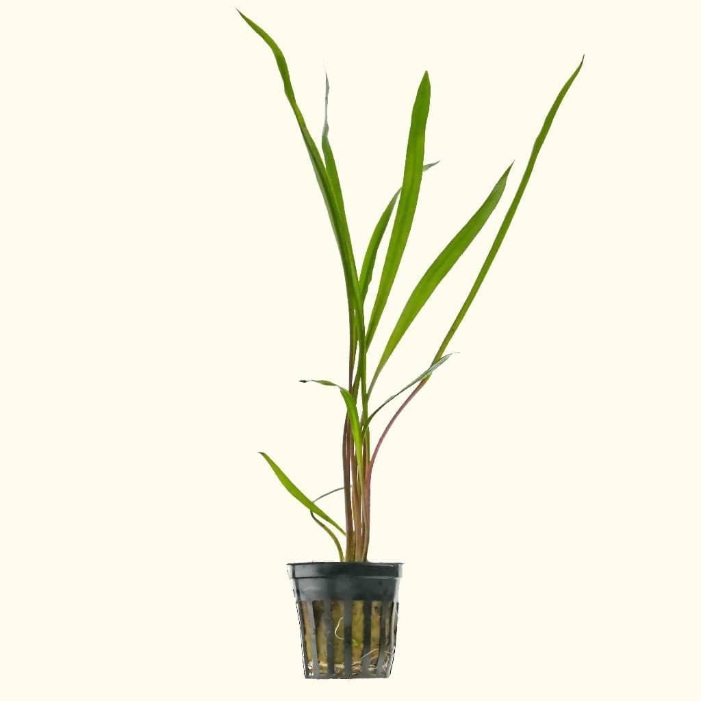 Cryptocoryne Spiralis - Aquarium Co - Op