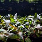 Cryptocoryne Tropica - Aquarium Co - Op