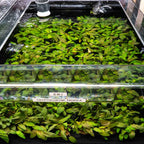 Cryptocoryne Tropica - Aquarium Co - Op