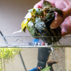Cryptocoryne Tropica - Aquarium Co - Op