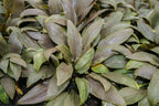 Cryptocoryne Undulata - Aquarium Co - Op
