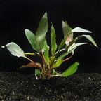 Cryptocoryne Undulata - Aquarium Co - Op