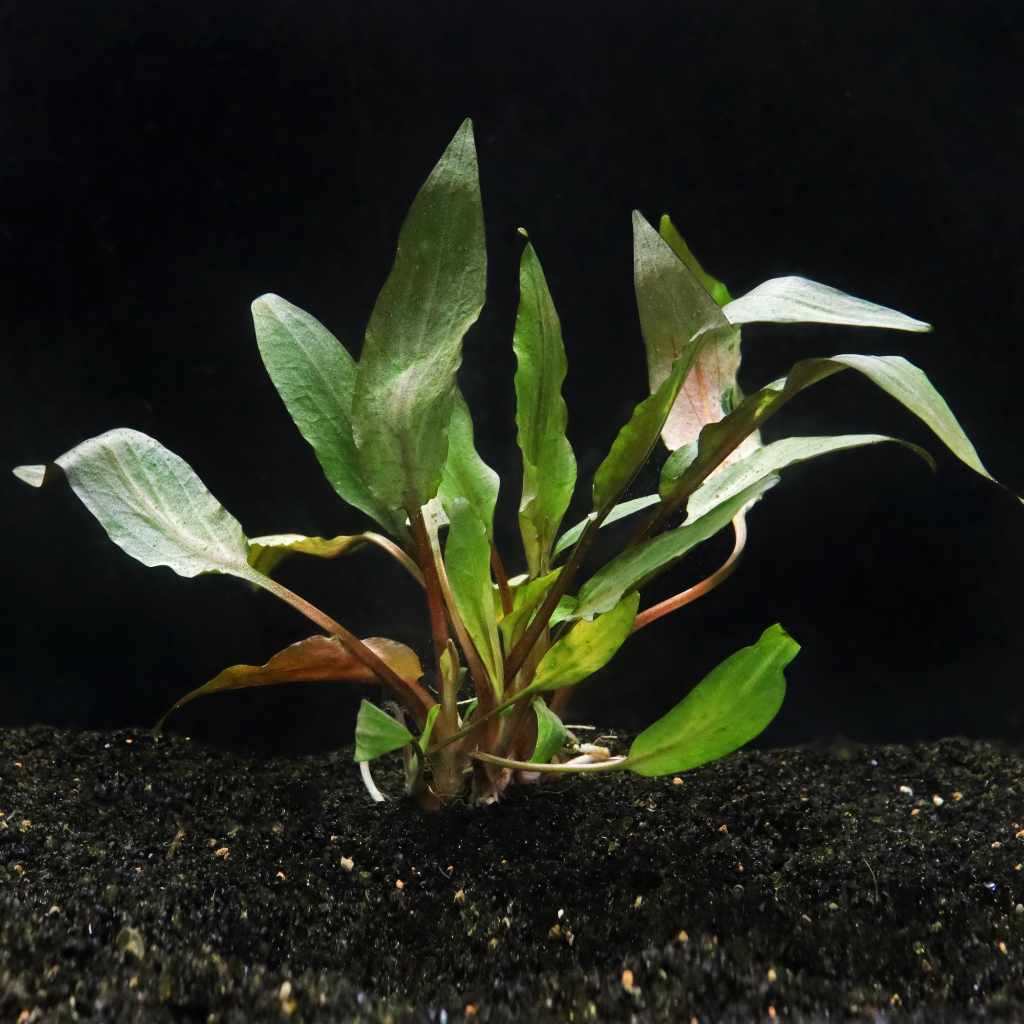Cryptocoryne Undulata - Aquarium Co - Op