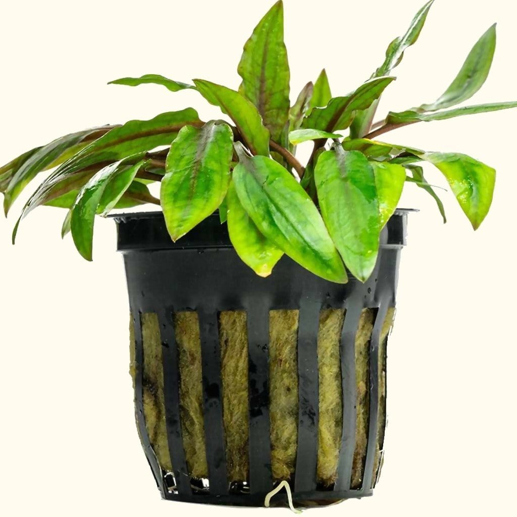 Cryptocoryne Wendtii Green - Aquarium Co - Op