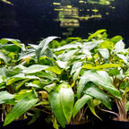 Cryptocoryne Wendtii Green - Aquarium Co - Op