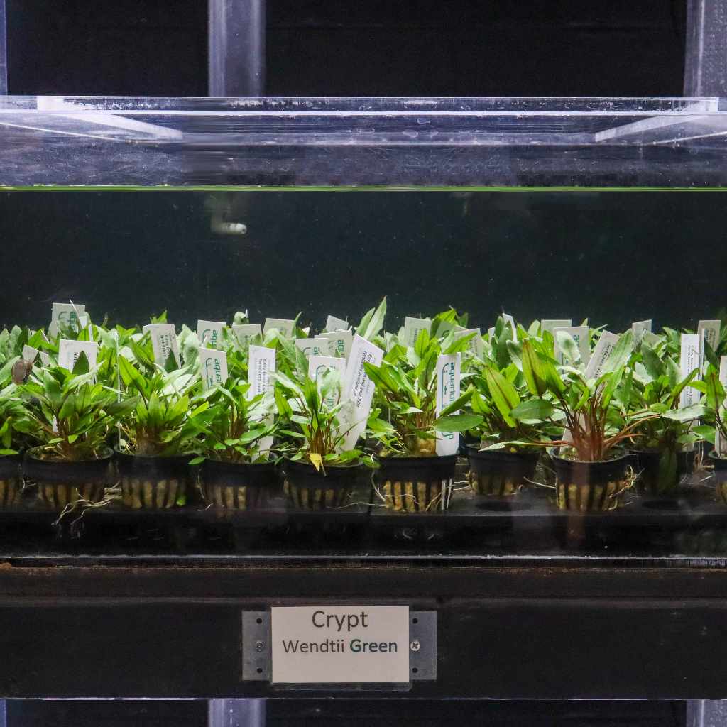 Cryptocoryne Wendtii Green - Aquarium Co - Op