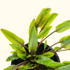 Cryptocoryne Wendtii Green - Aquarium Co - Op