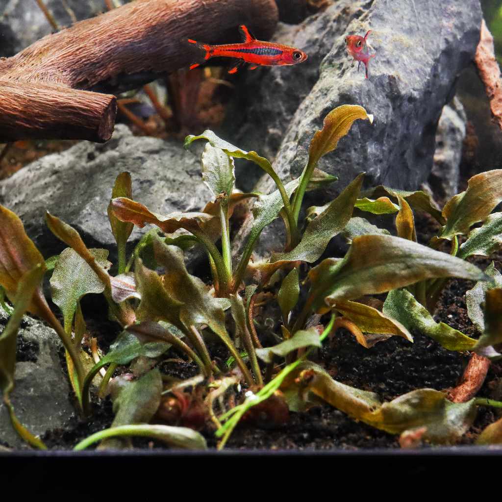 Cryptocoryne Wendtii 'Mi Oya' Tissue Culture - Aquarium Co - Op
