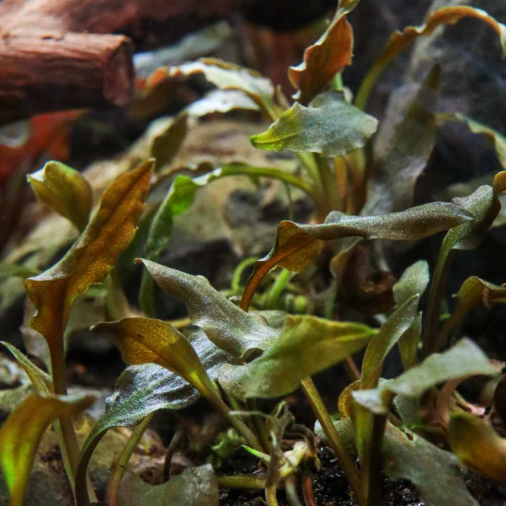 Cryptocoryne Wendtii 'Mi Oya' Tissue Culture - Aquarium Co - Op