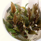 Cryptocoryne Wendtii 'Mi Oya' Tissue Culture - Aquarium Co - Op