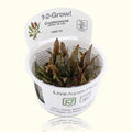 Cryptocoryne Wendtii 'Mi Oya' Tissue Culture - Aquarium Co - Op