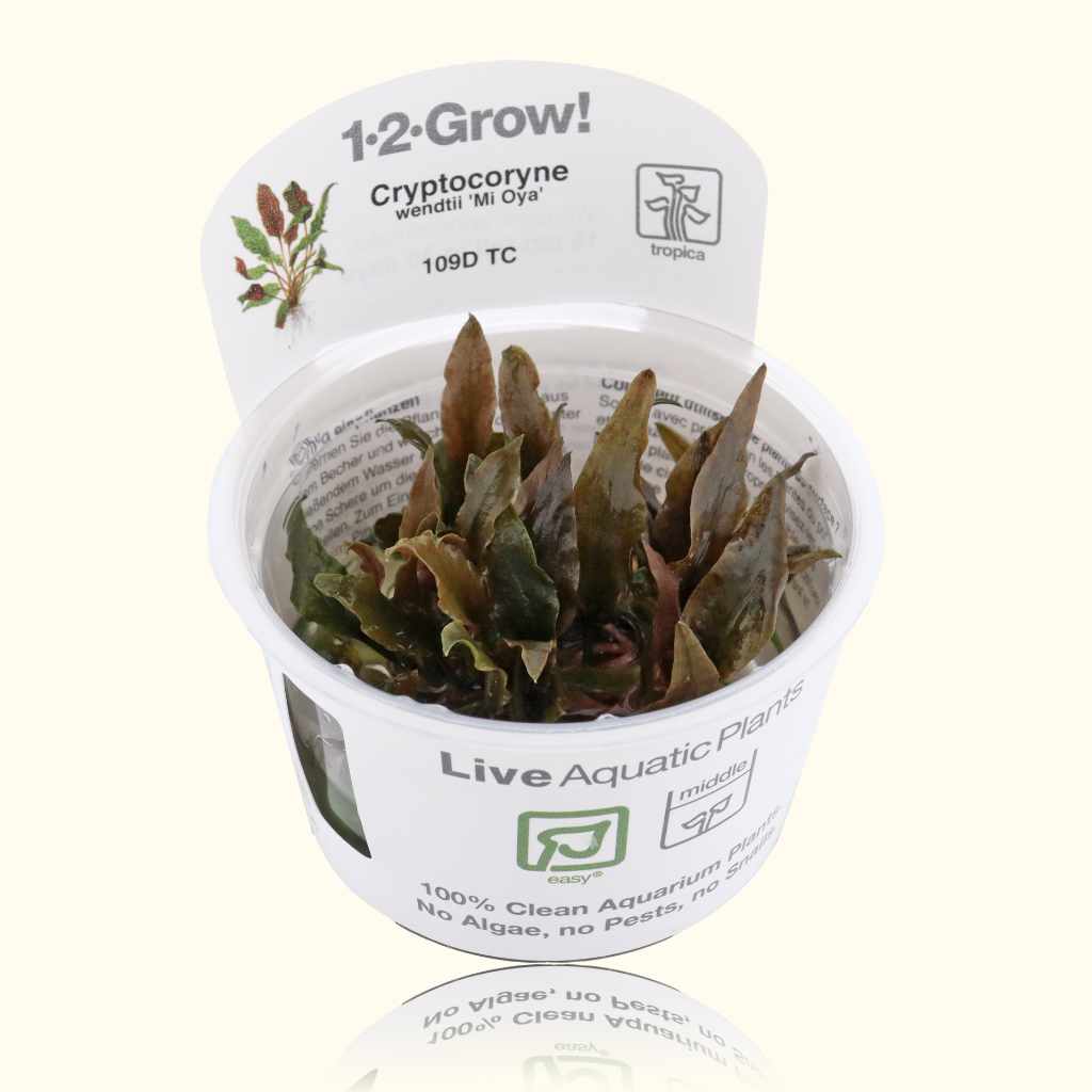 Cryptocoryne Wendtii 'Mi Oya' Tissue Culture - Aquarium Co - Op
