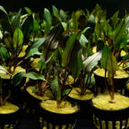 Cryptocoryne Wendtii Red - Aquarium Co - Op