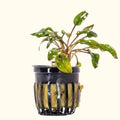 Cryptocoryne Wendtii Red - Aquarium Co - Op