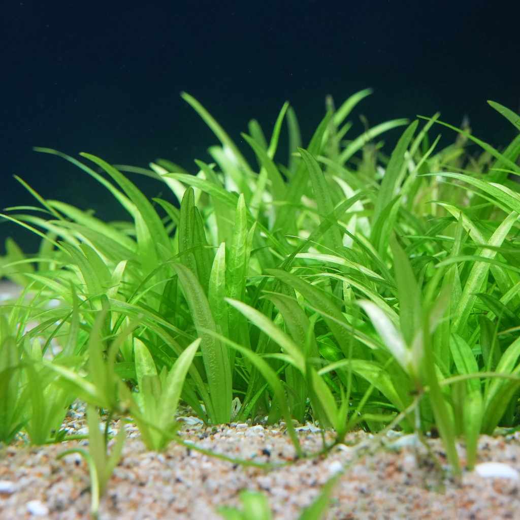 Dwarf Chain Sword - Aquarium Co - Op
