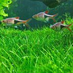 Dwarf Hairgrass - Aquarium Co - Op