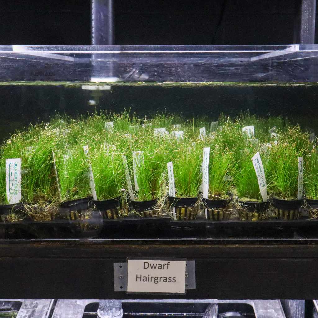 Dwarf Hairgrass - Aquarium Co - Op