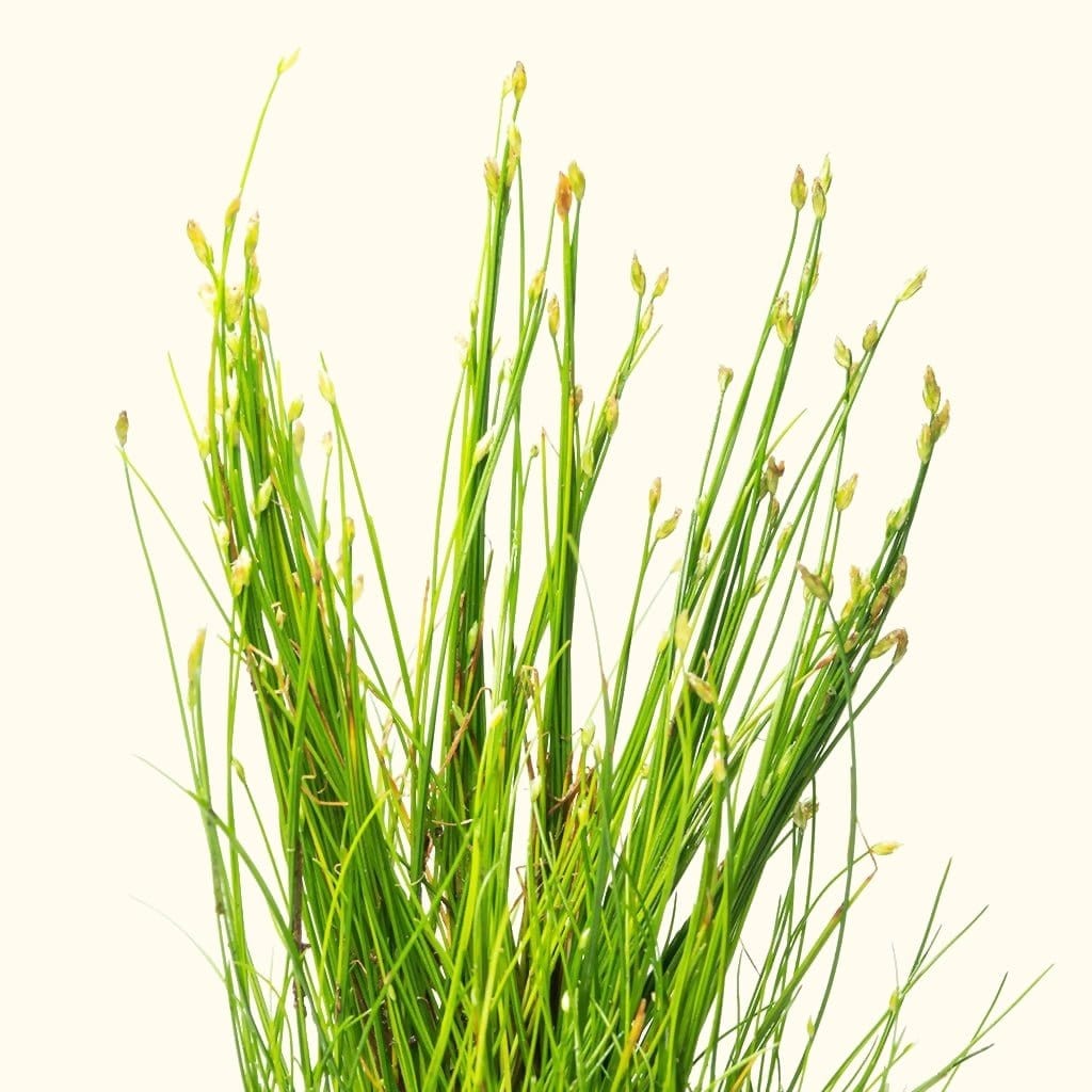 Dwarf Hairgrass - Aquarium Co - Op