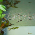 Easy Fry and Small Fish Food - Aquarium Co - Op