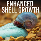 Easy Shrimp and Snail Shells - Aquarium Co - Op