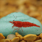 Easy Shrimp and Snail Shells - Aquarium Co - Op