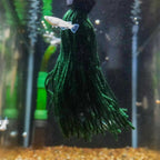 Easy Spawning Mop - Aquarium Co - Op