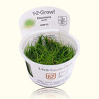 Eleocharis Pusilla 'Mini' Tissue Culture - Aquarium Co - Op