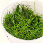 Eleocharis Pusilla 'Mini' Tissue Culture - Aquarium Co - Op