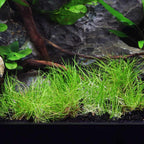 Eleocharis Pusilla 'Mini' Tissue Culture - Aquarium Co - Op