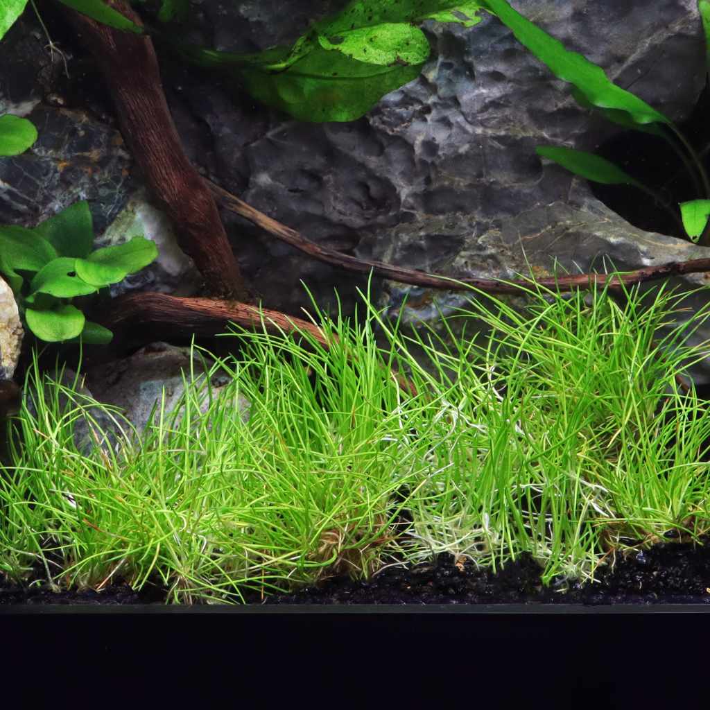 Eleocharis Pusilla 'Mini' Tissue Culture - Aquarium Co - Op